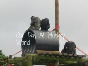 Our day at Monkey World