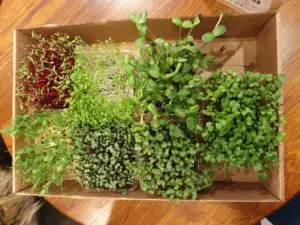 micro herbs at the real eating company