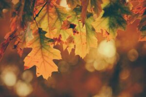 Autumn leaves- top 5 autumn skincare essentials