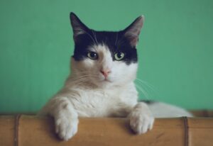 cats for mental health