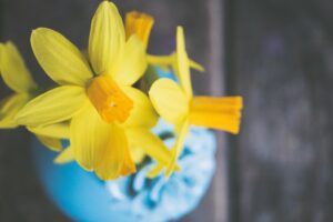 daffodils in a vase for Easter