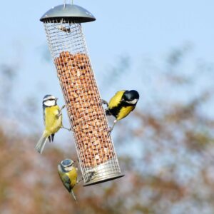 bird feeder in garden with three birds feeding