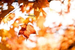 Autumn leaves: Tips For Your Autumn Nature Walk