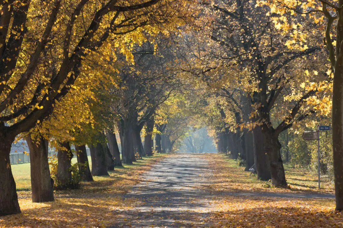 A path with Autumn trees: Tips For Your Autumn Nature Walk