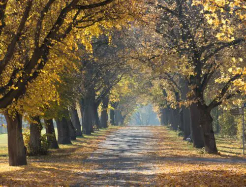 A path with Autumn trees: Tips For Your Autumn Nature Walk