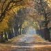 A path with Autumn trees: Tips For Your Autumn Nature Walk