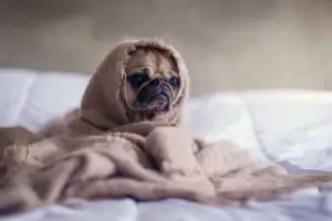 pug wrapped in a blanket: weighted blankets for Winter
