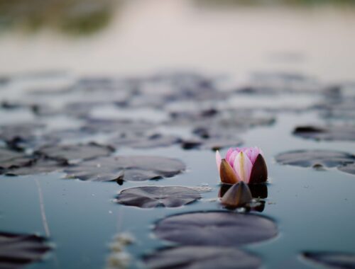 lily pads on a pond - relaxing image - a practical guide to mindfulness