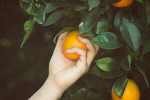 someone picking an orange off a tree: 6 nature activities for your mental health