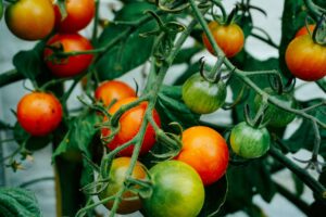 tomatoes growing on a vine: 6 nature activities for your mental health